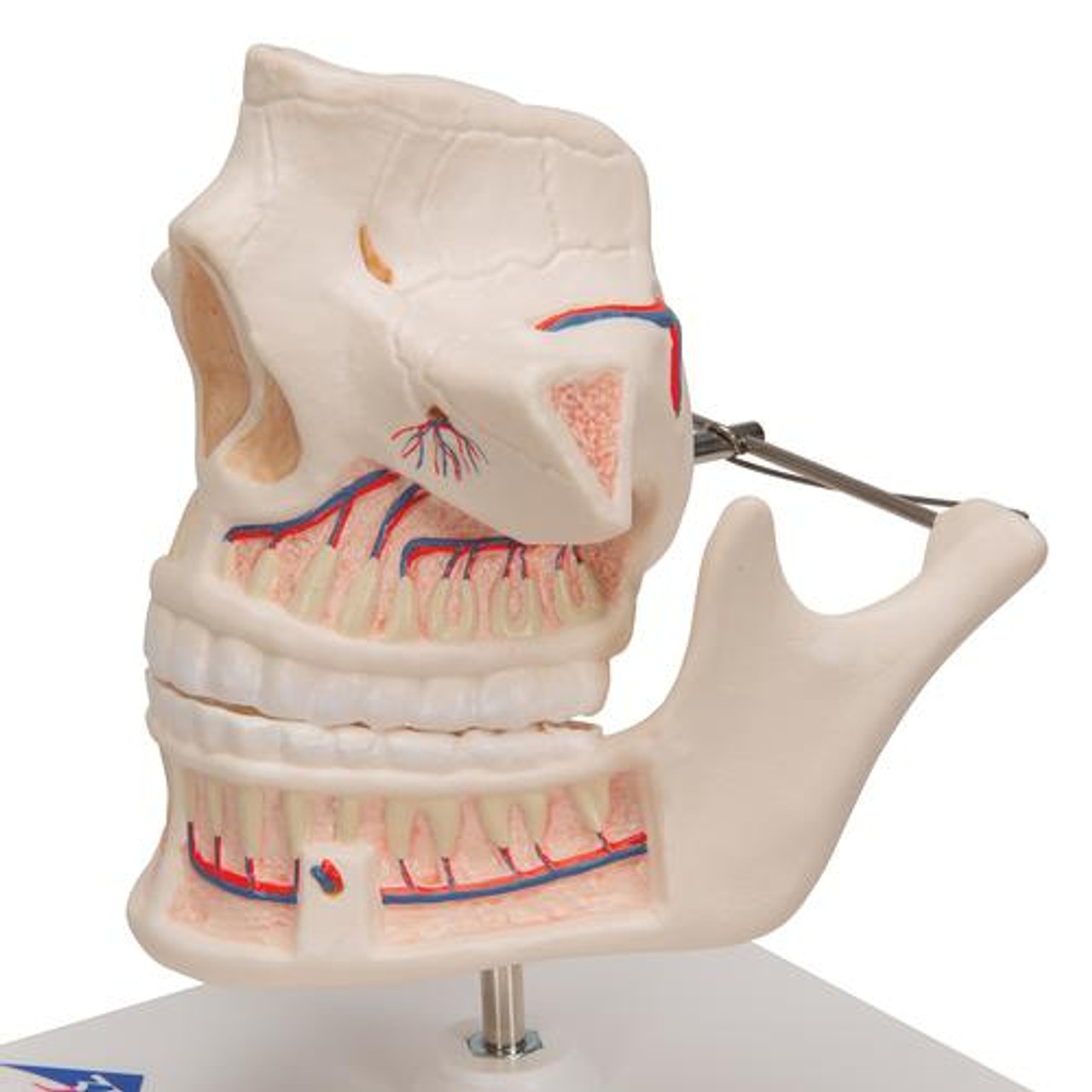 Adult Dentures Anatomy Model