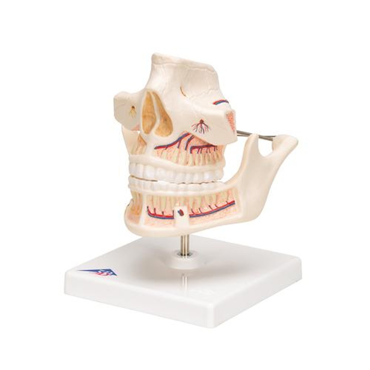 Adult Dentures Anatomy Model