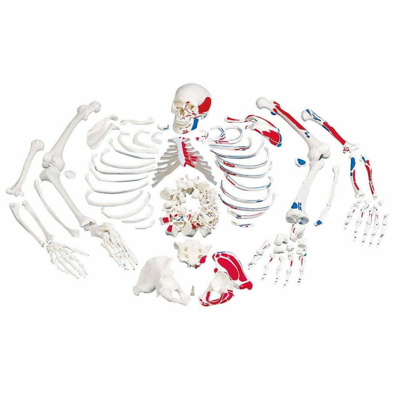 Disarticulated Painted Full Skeleton Anatomy Model