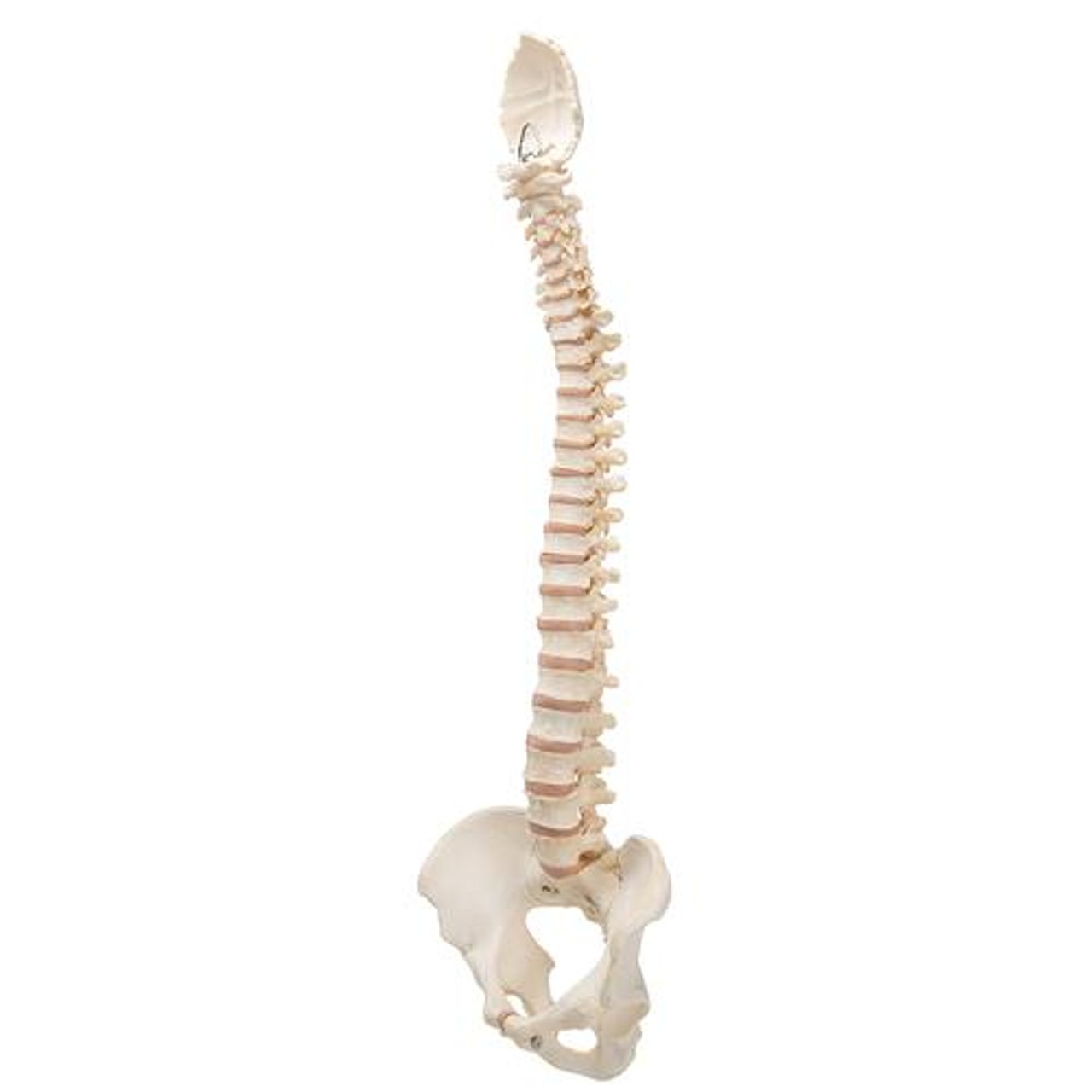 Bonelike Spinal Column Anatomy Model