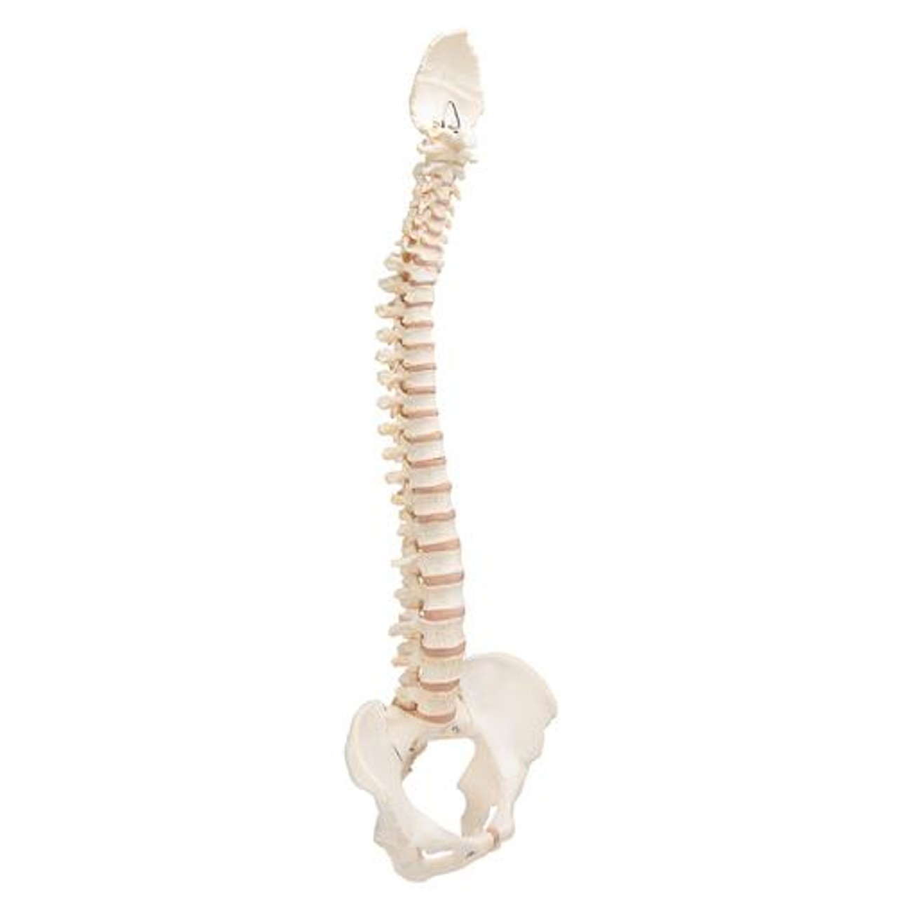 Bonelike Spinal Column Anatomy Model