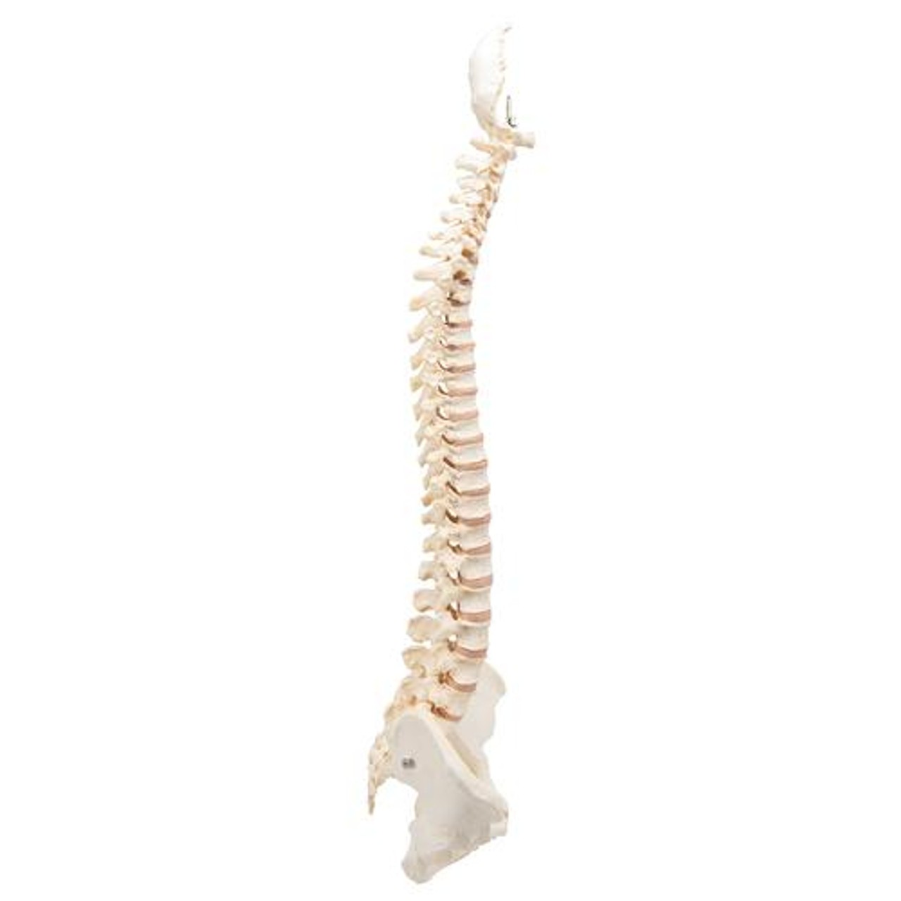 Bonelike Spinal Column Anatomy Model