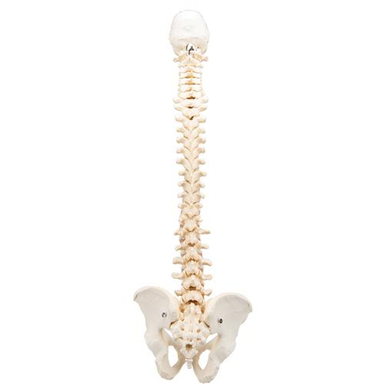 Bonelike Spinal Column Anatomy Model