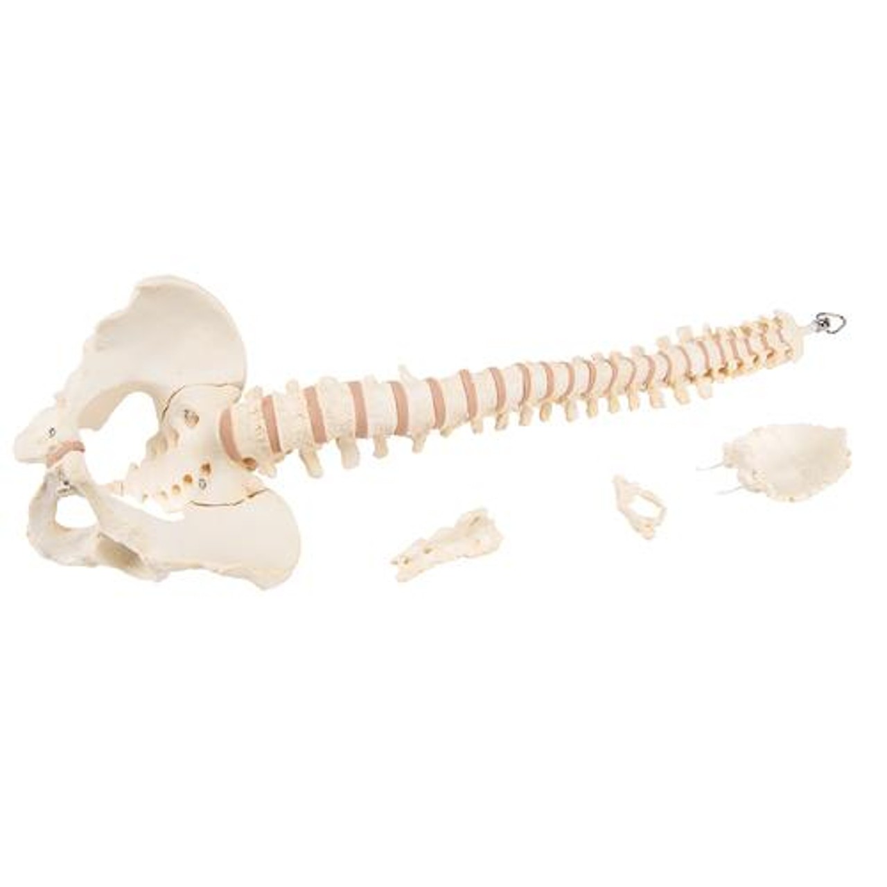 Bonelike Spinal Column Anatomy Model