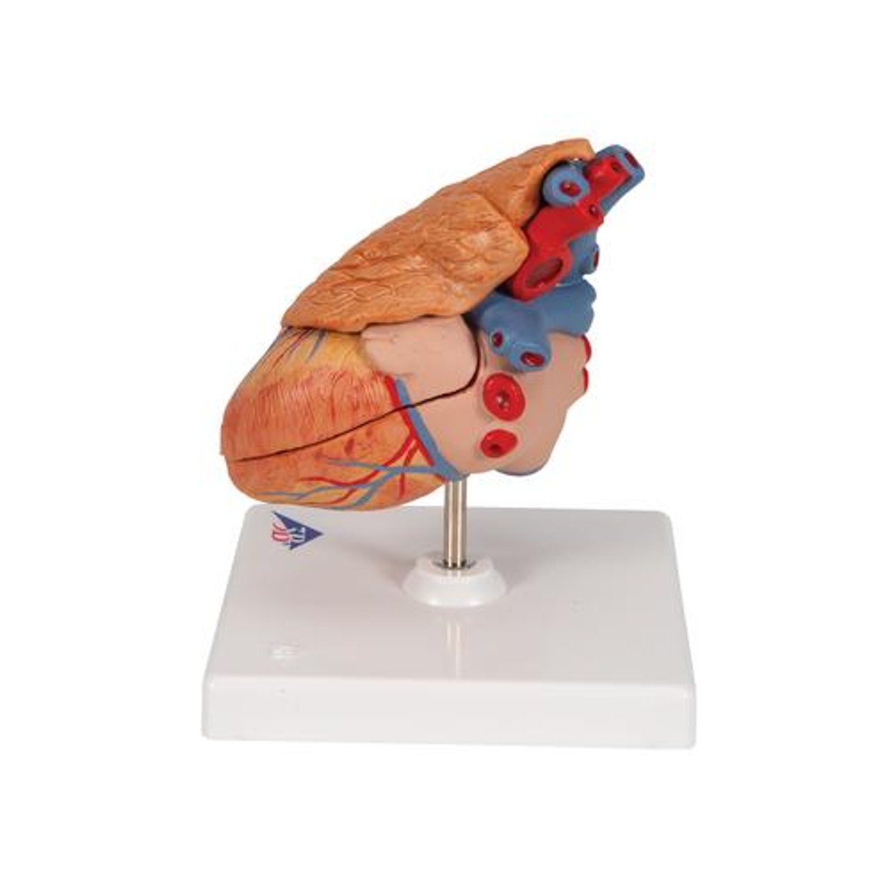 Classic Heart Anatomy Model With Thymus