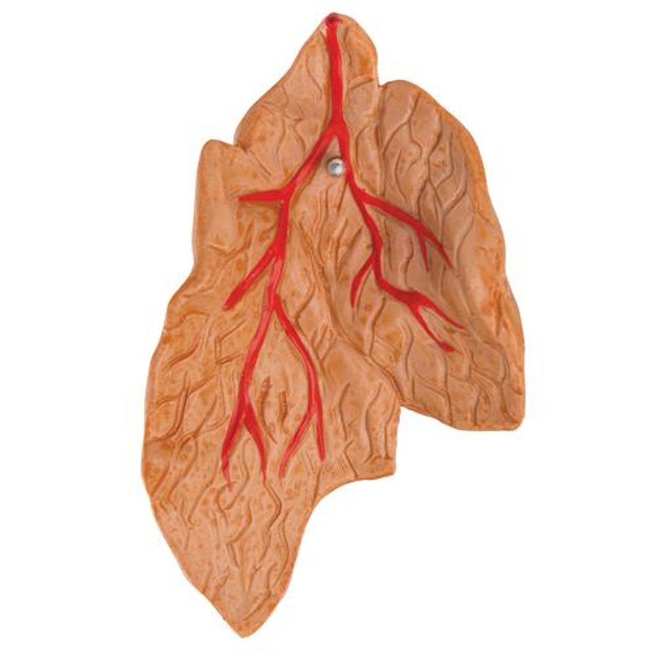 Classic Heart Anatomy Model With Thymus