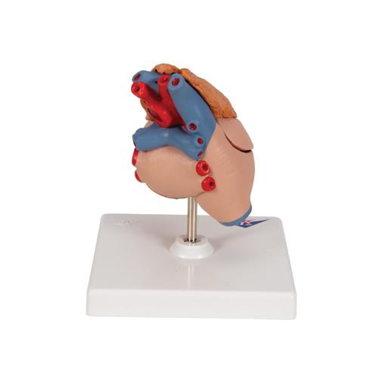 Classic Heart Anatomy Model With Thymus