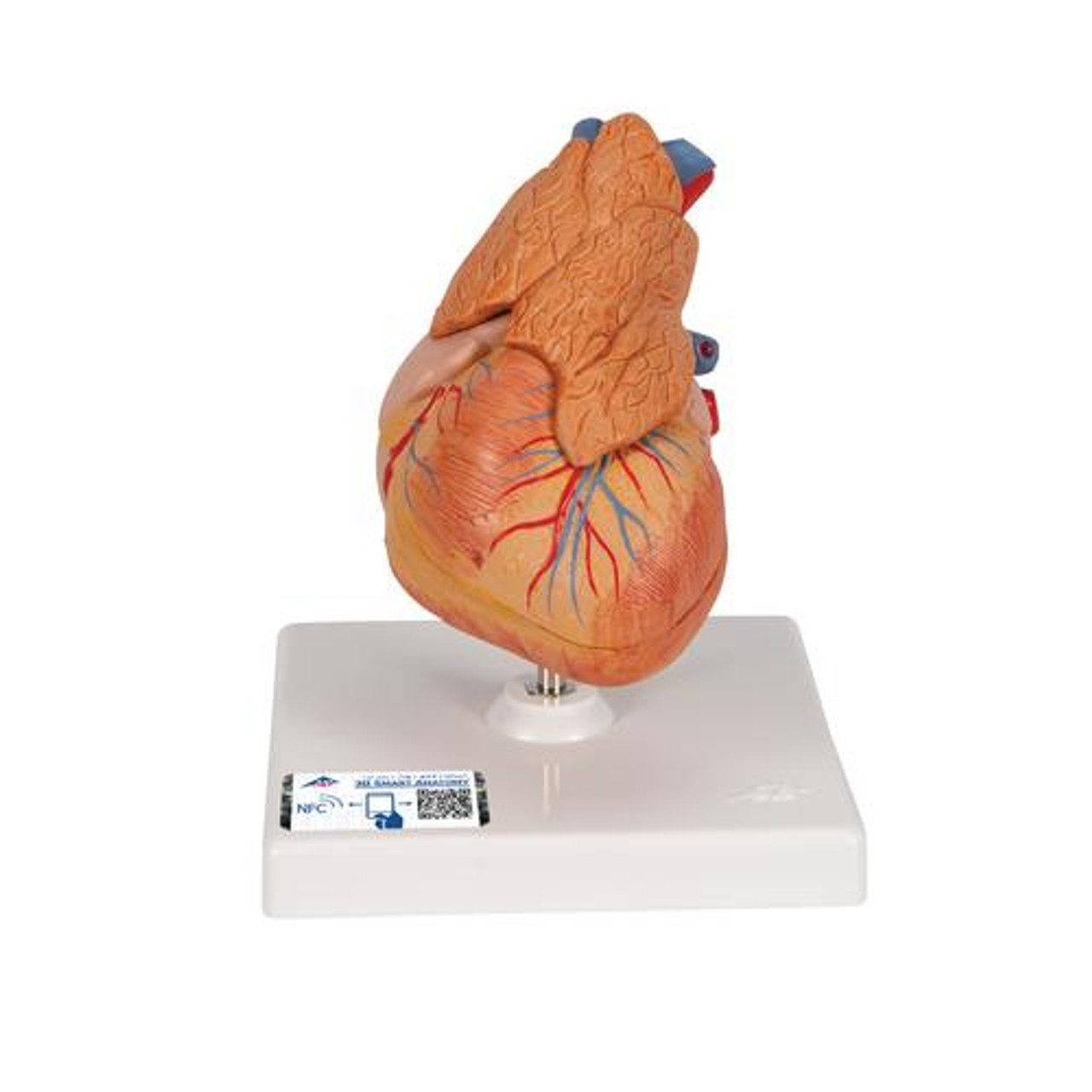 Classic Heart Anatomy Model With Thymus