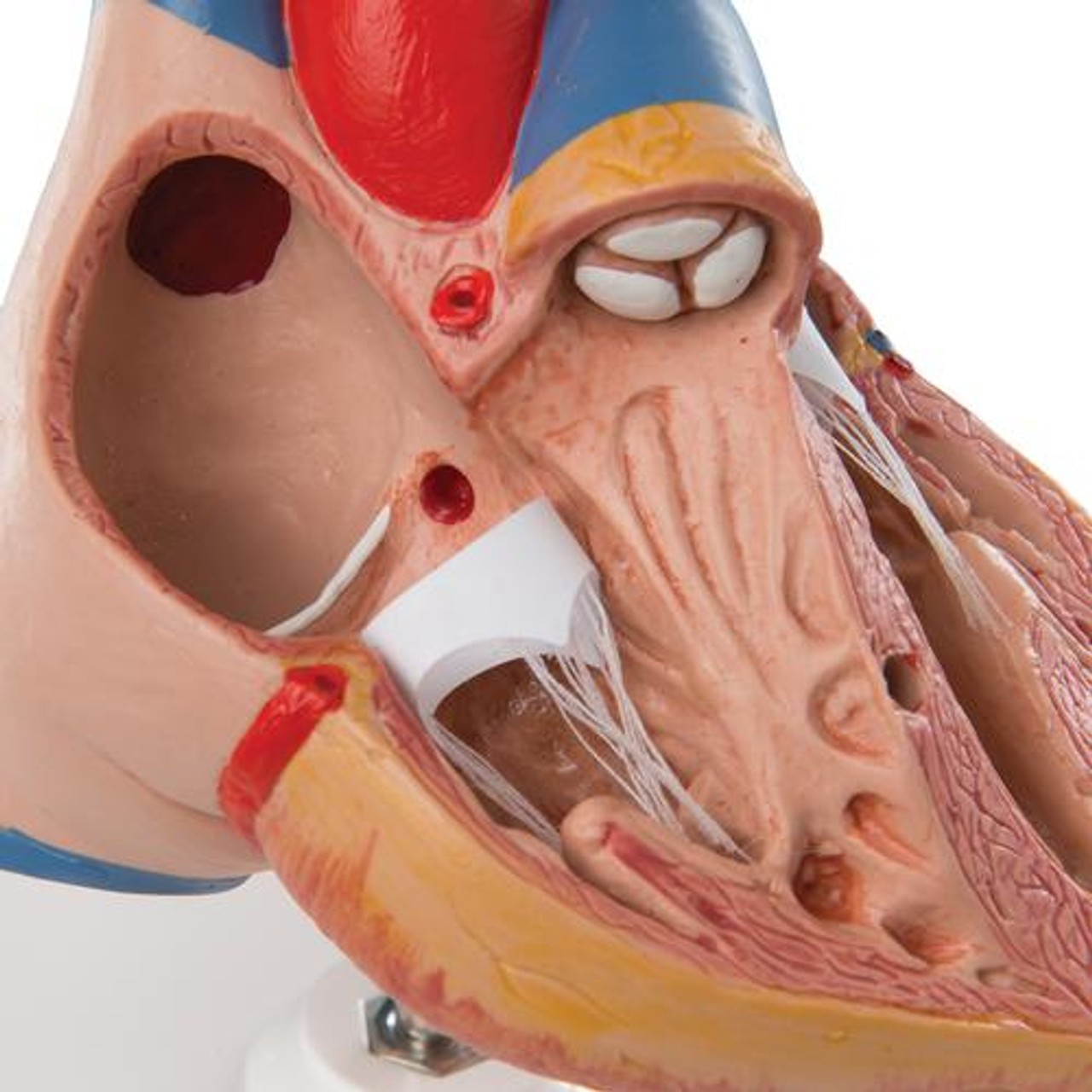Classic Heart Anatomy Model With Thymus