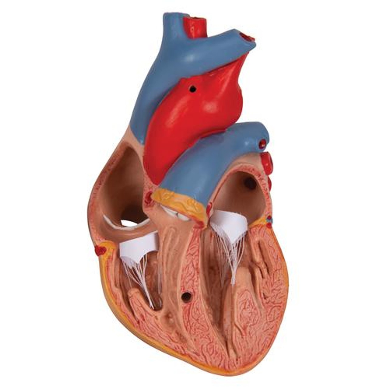 Classic Heart Anatomy Model With Thymus