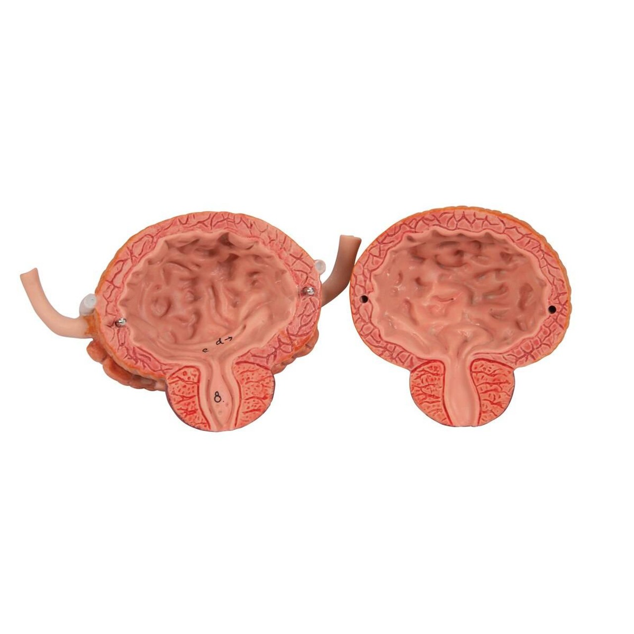 Dual Sex Urinary System Anatomy Model 6 Parts