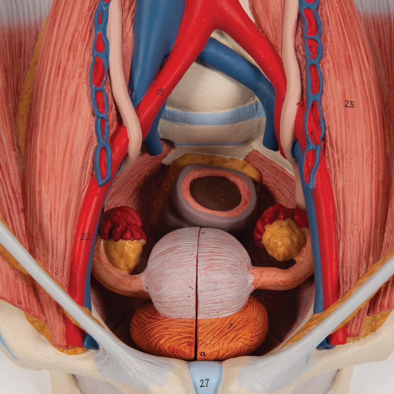 Dual Sex Urinary System Anatomy Model 6 Parts