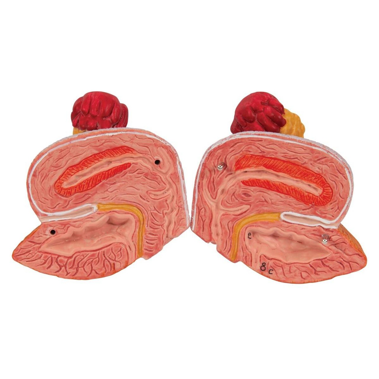 Dual Sex Urinary System Anatomy Model 6 Parts