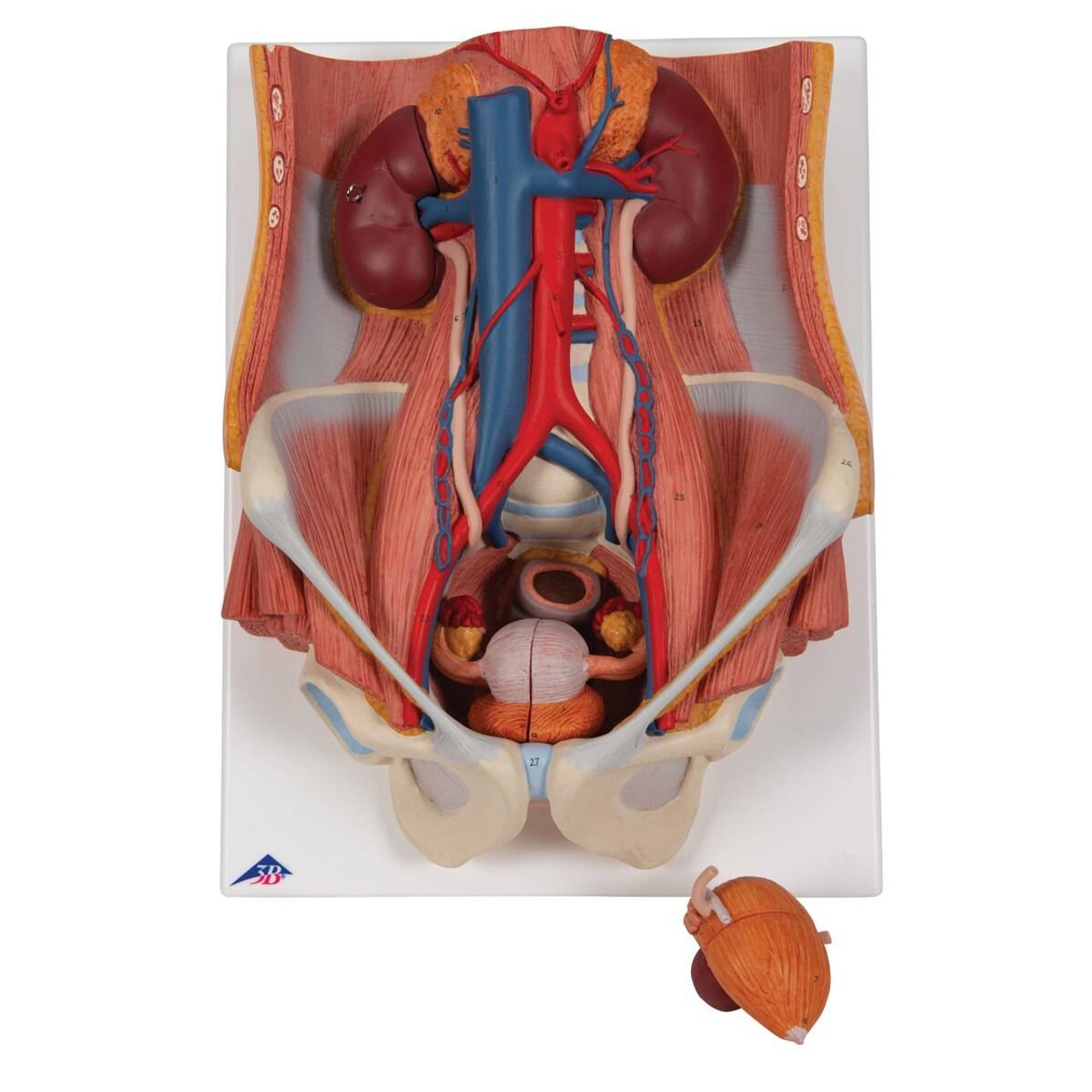 Dual Sex Urinary System Anatomy Model 6 Parts