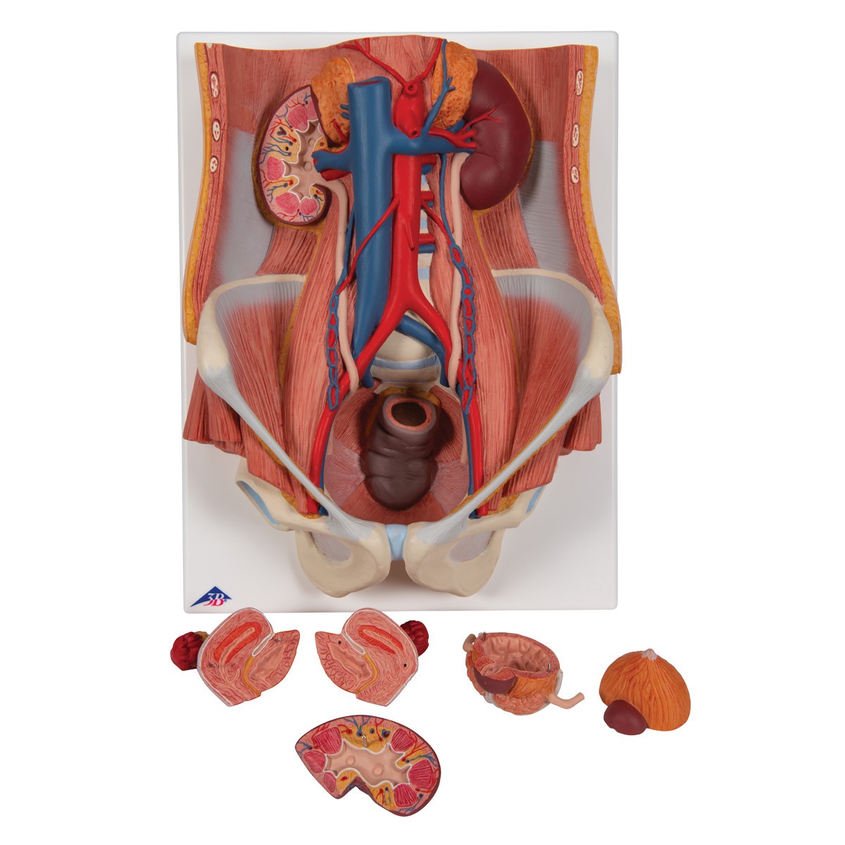 Dual Sex Urinary System Anatomy Model 6 Parts