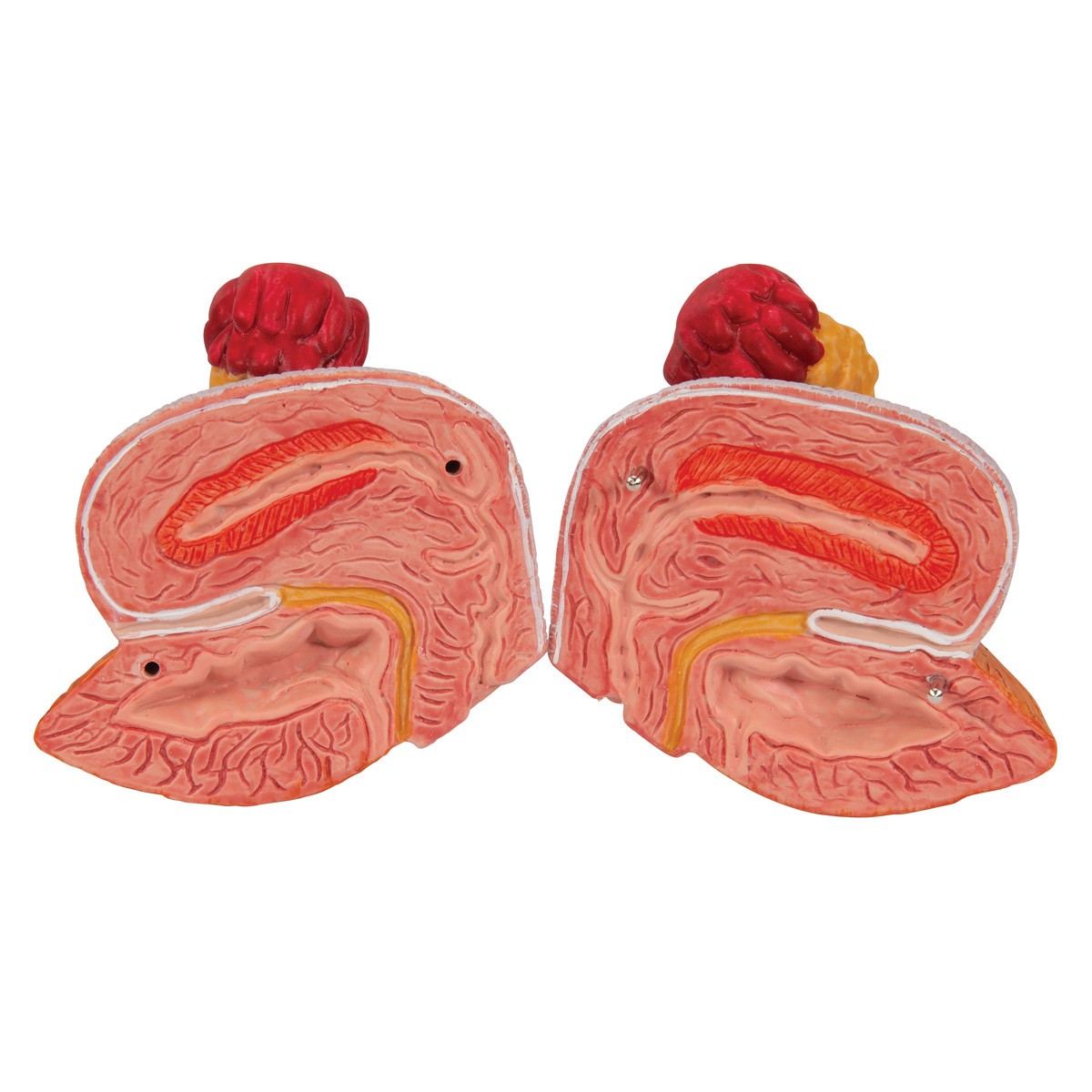 Dual Sex Urinary System Anatomy Model 6 Parts