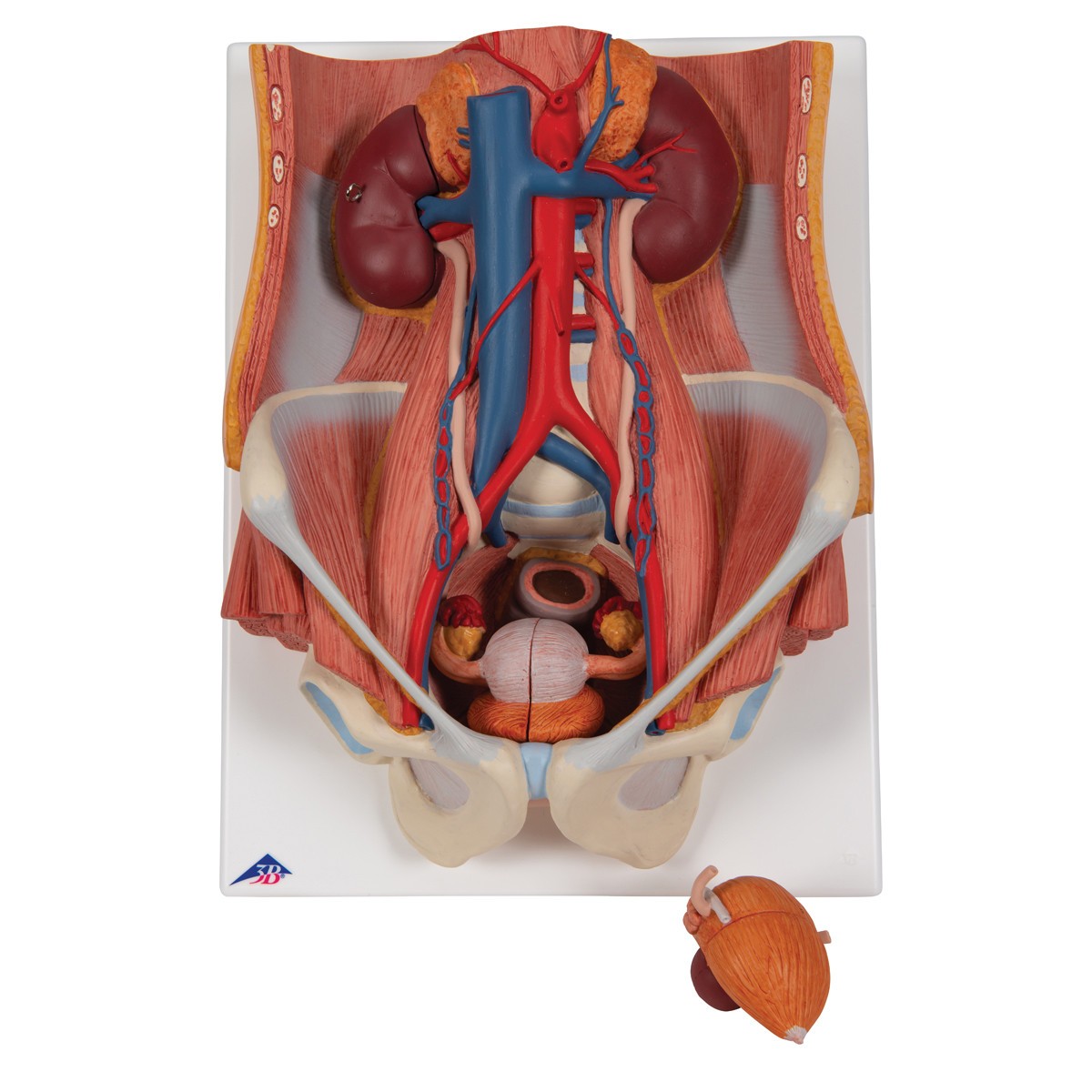 Dual Sex Urinary System Anatomy Model 6 Parts