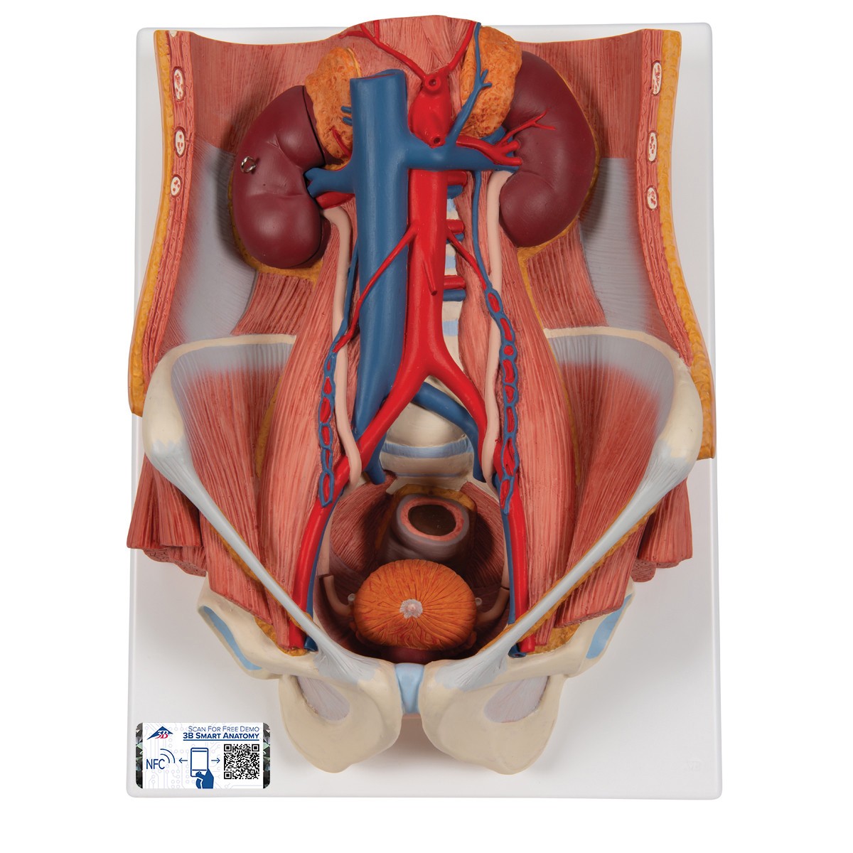 Dual Sex Urinary System Anatomy Model 6 Parts
