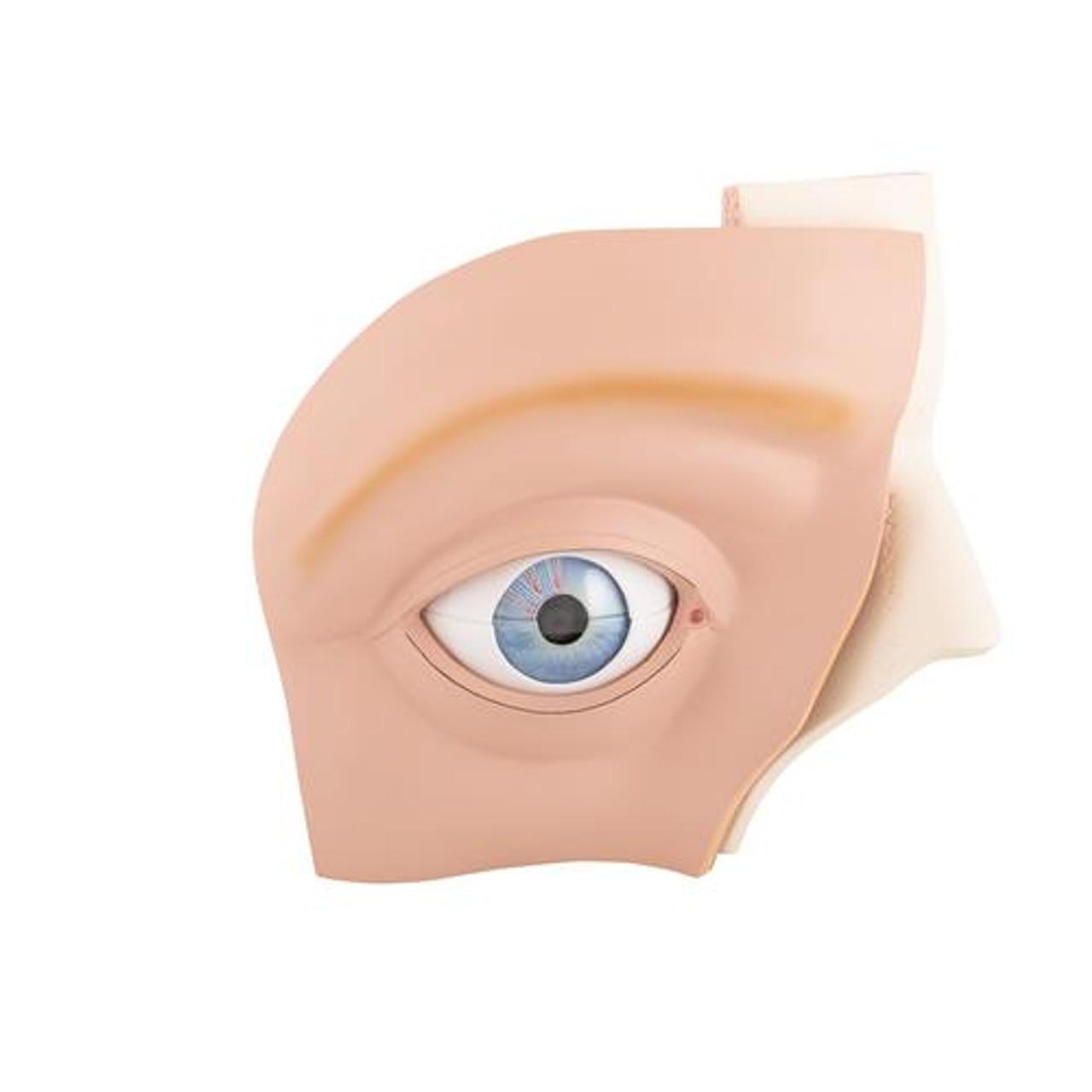 Giant Eye Anatomy Model 11 Parts