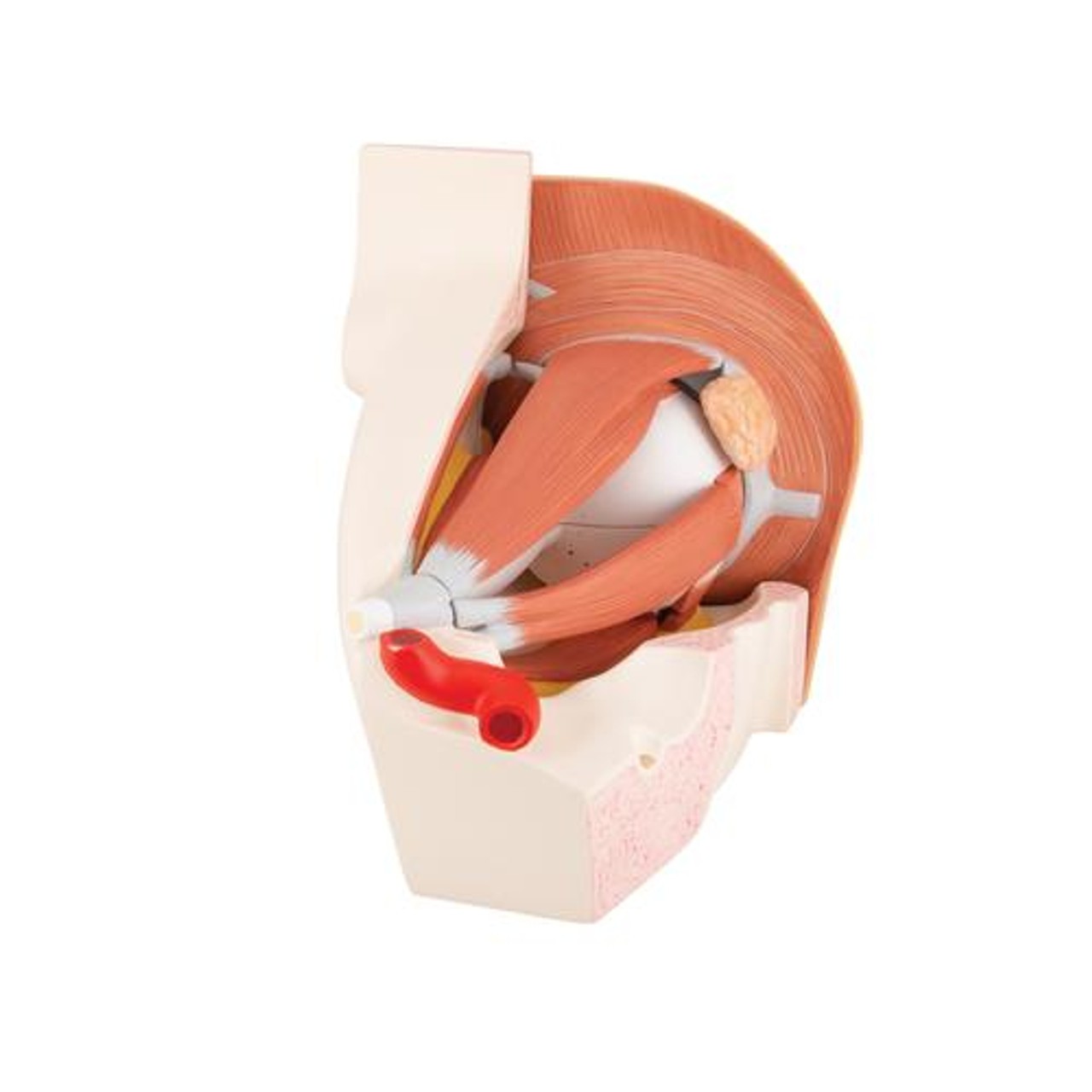 Giant Eye Anatomy Model 11 Parts