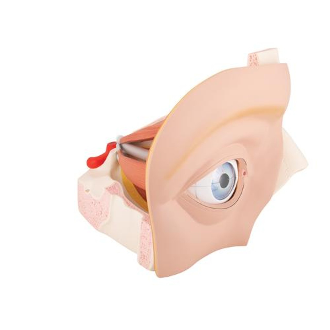 Giant Eye Anatomy Model 11 Parts
