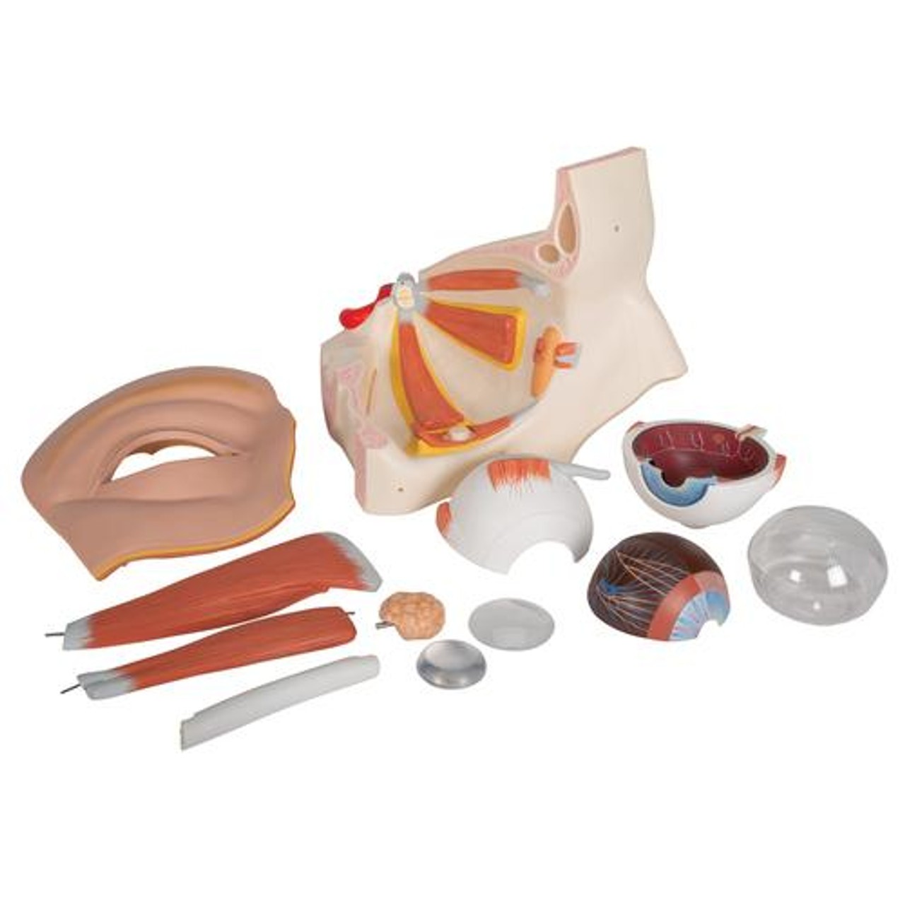 Giant Eye Anatomy Model 11 Parts