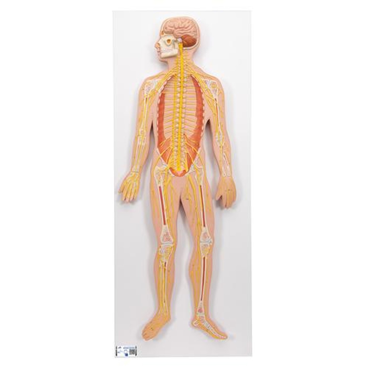 Half Life-Size Nervous System Anatomy Model