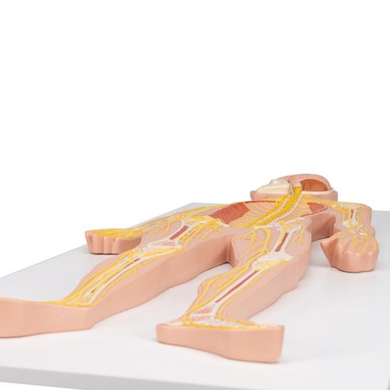 Half Life-Size Nervous System Anatomy Model
