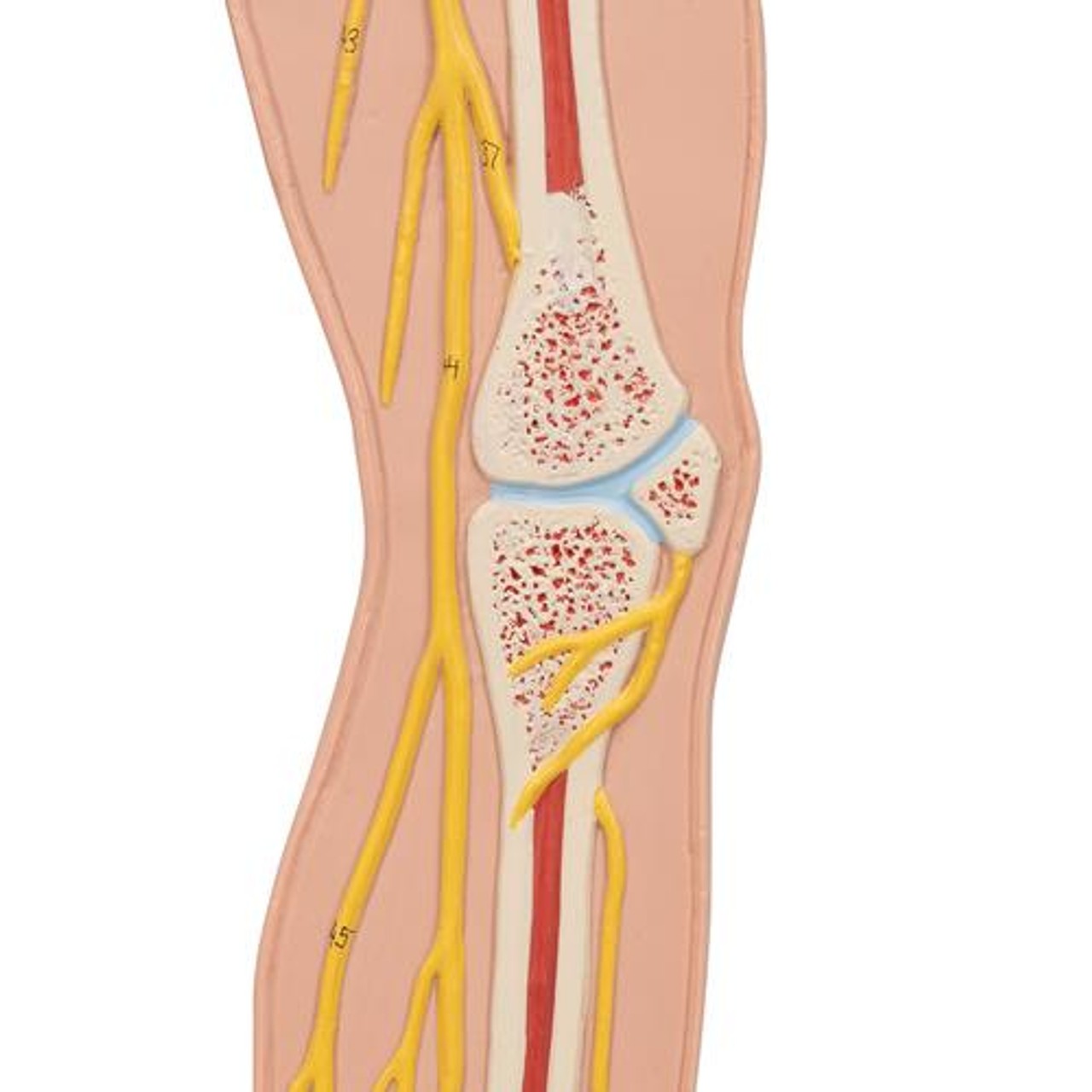 Half Life-Size Nervous System Anatomy Model