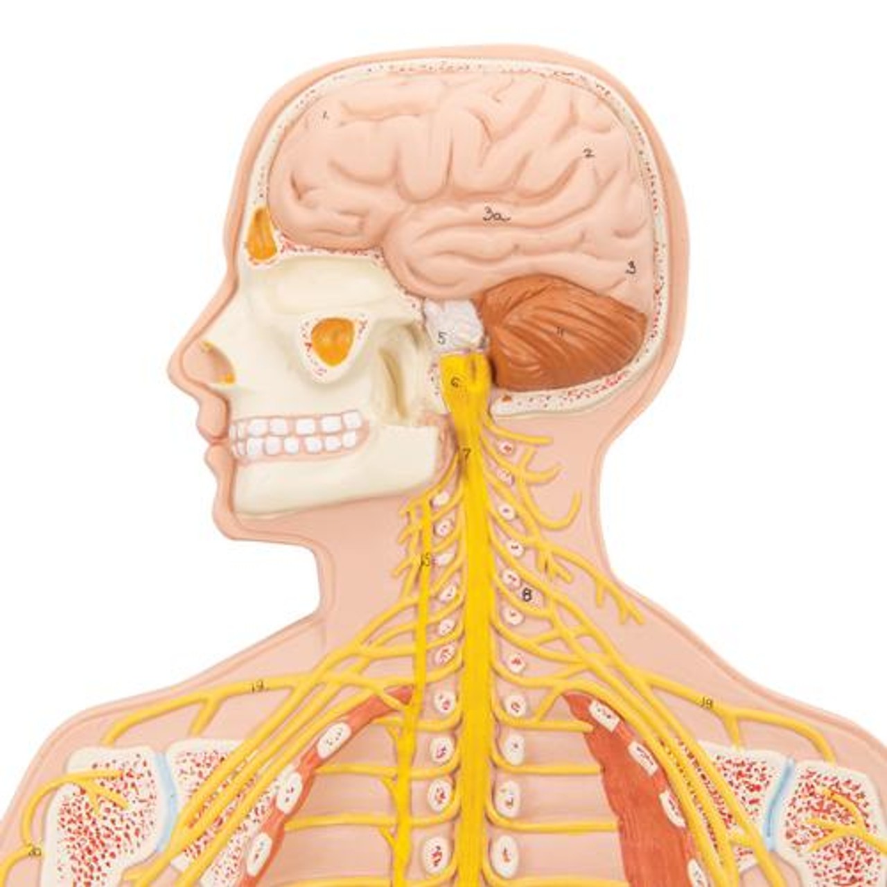 Half Life-Size Nervous System Anatomy Model