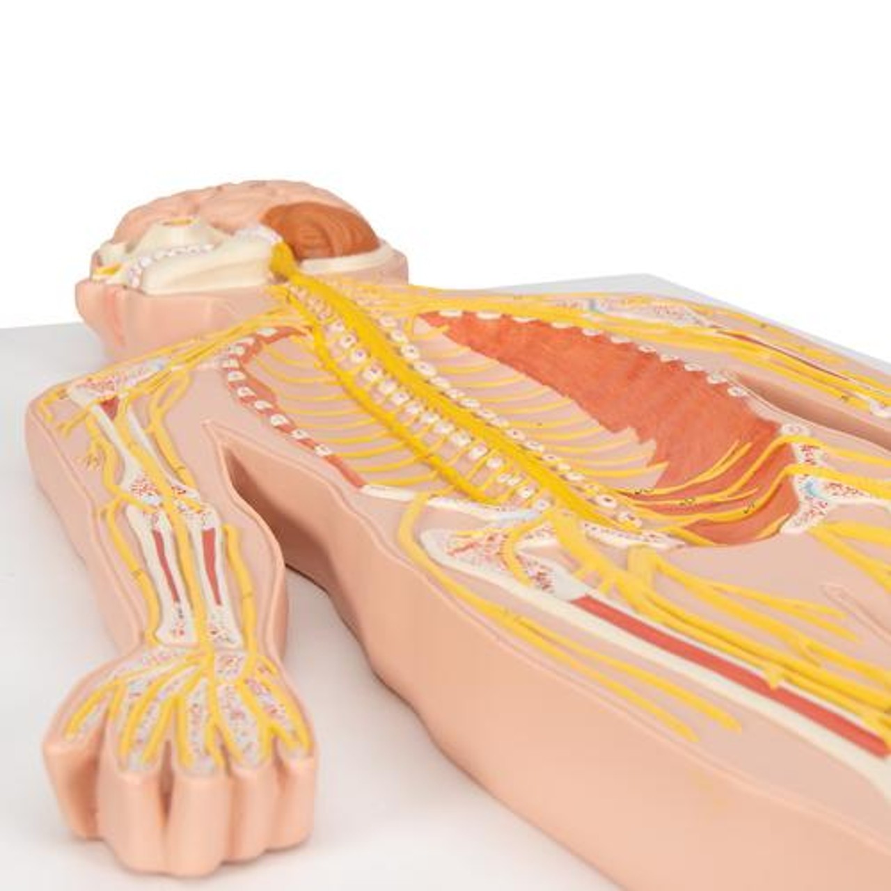 Half Life-Size Nervous System Anatomy Model