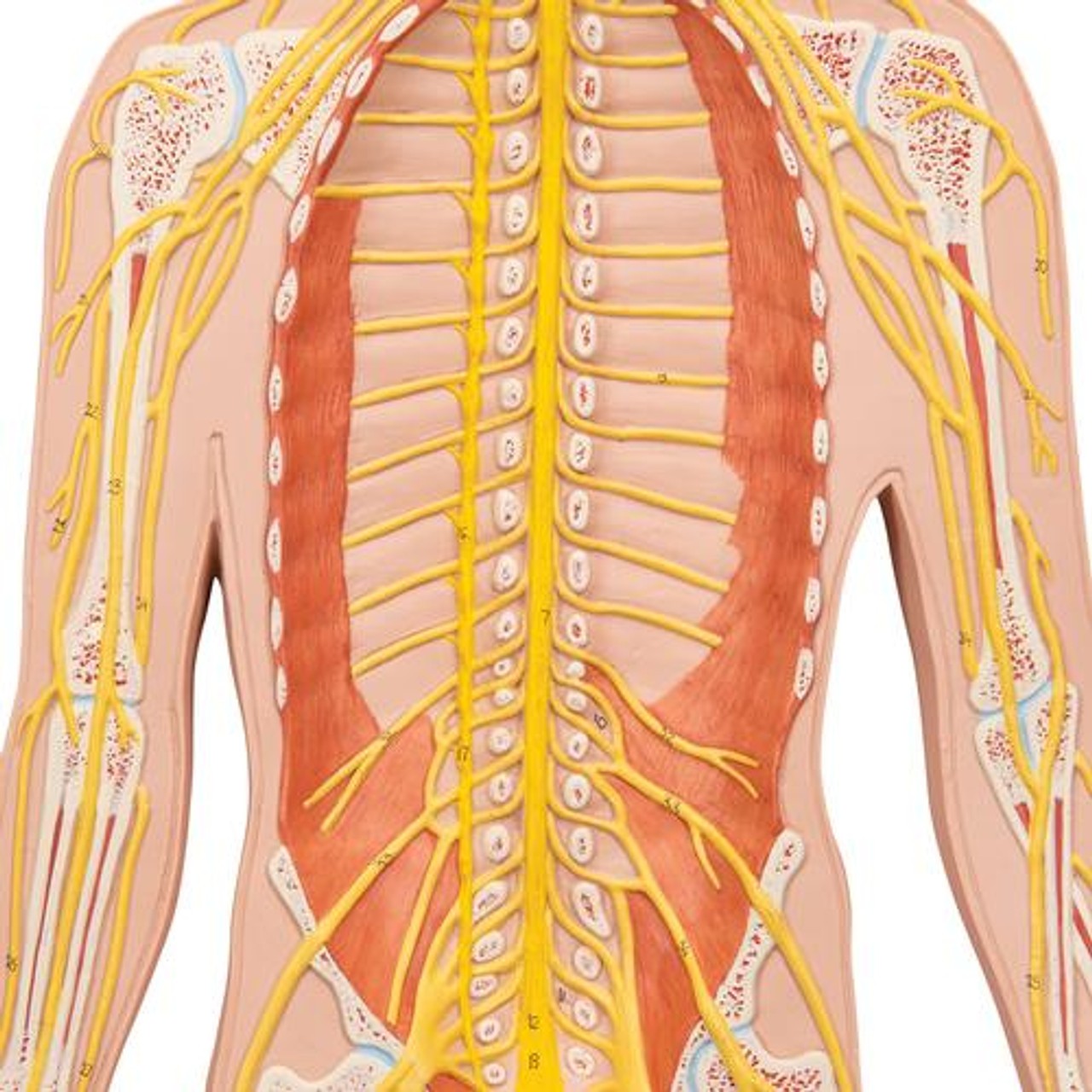 Half Life-Size Nervous System Anatomy Model