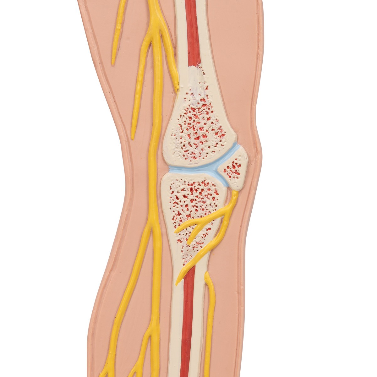 Half Life-Size Nervous System Anatomy Model