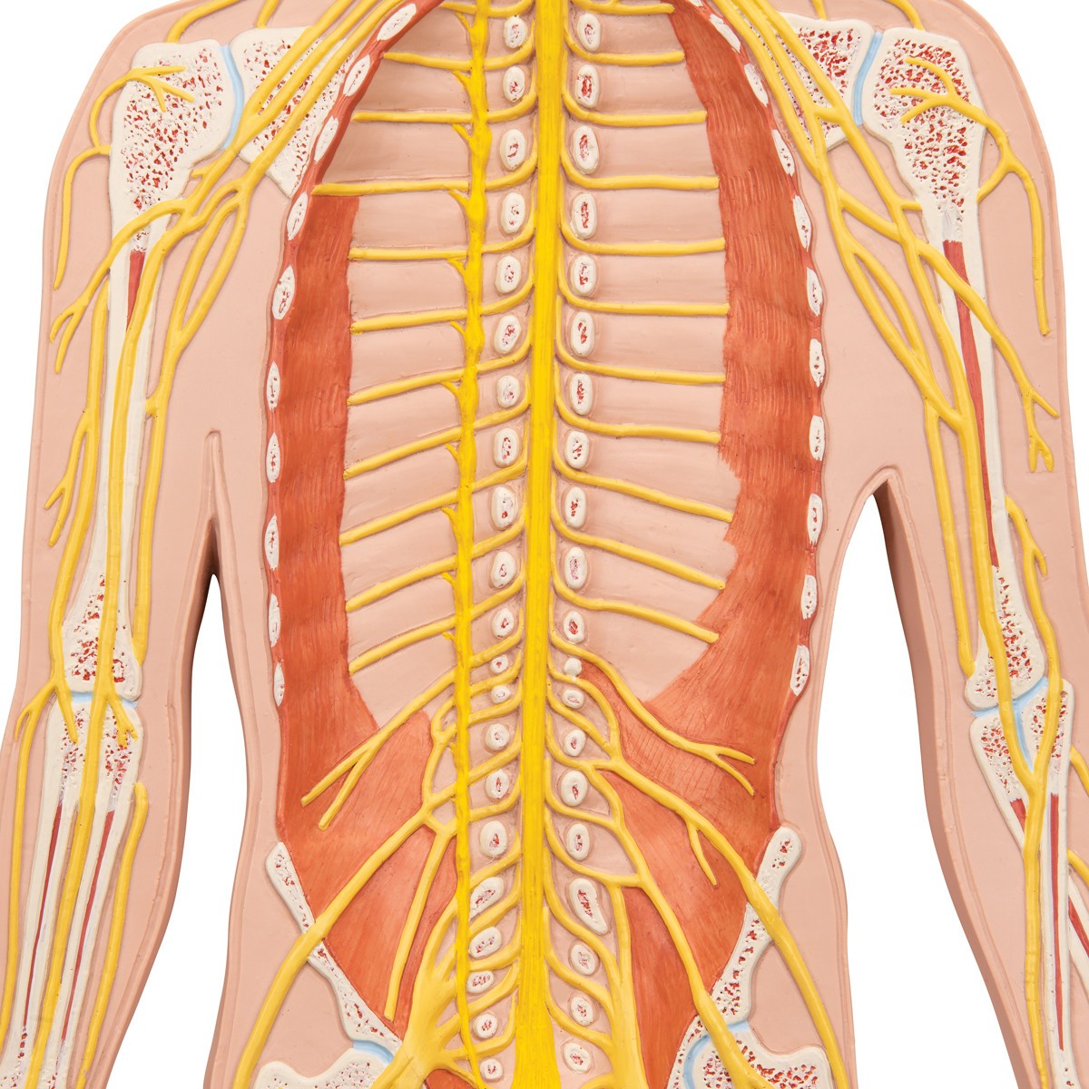 Half Life-Size Nervous System Anatomy Model