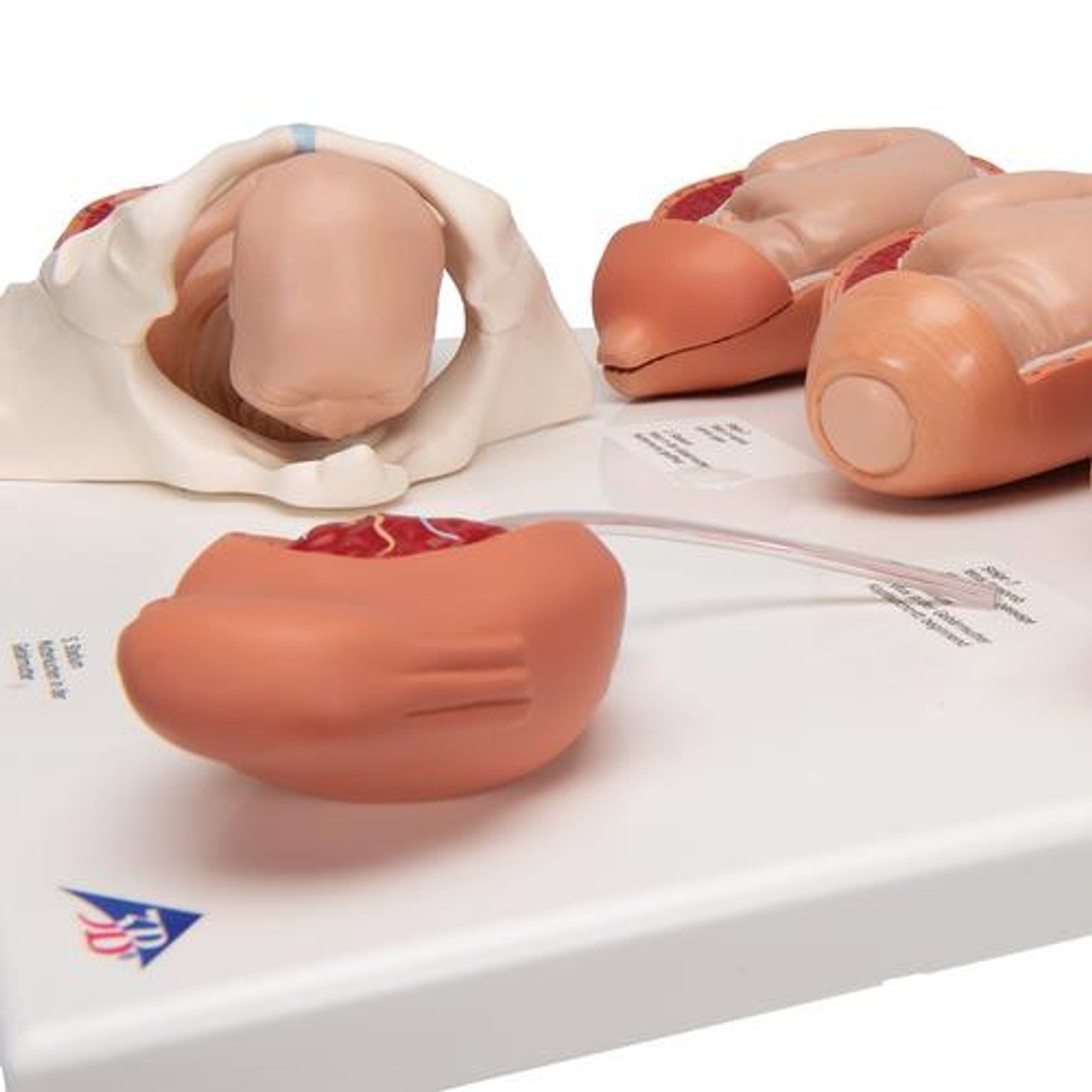 5-State Human Birth Process Anatomy Model