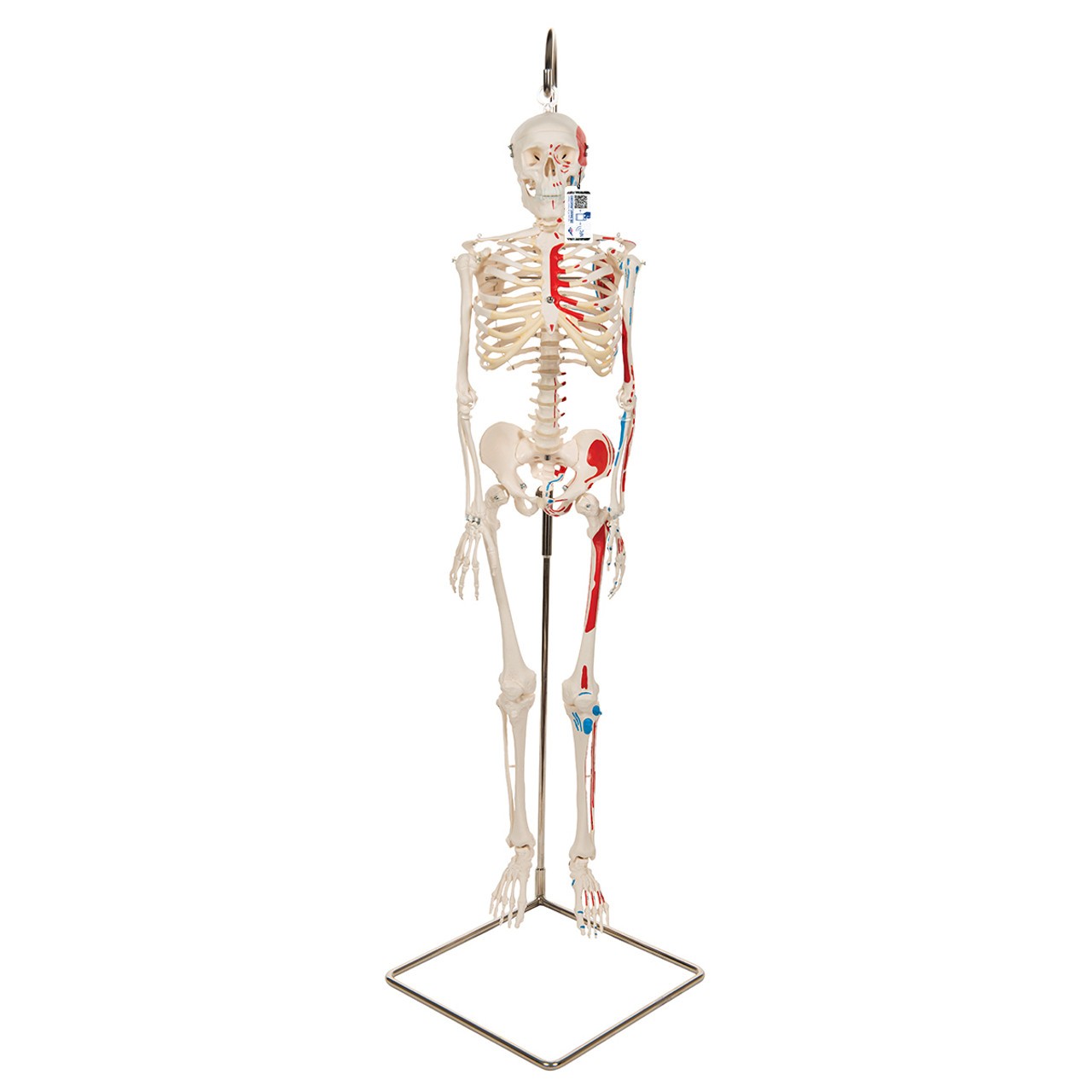 Painted Mini 31" Human Skeleton Anatomy Model with Hanging Stand