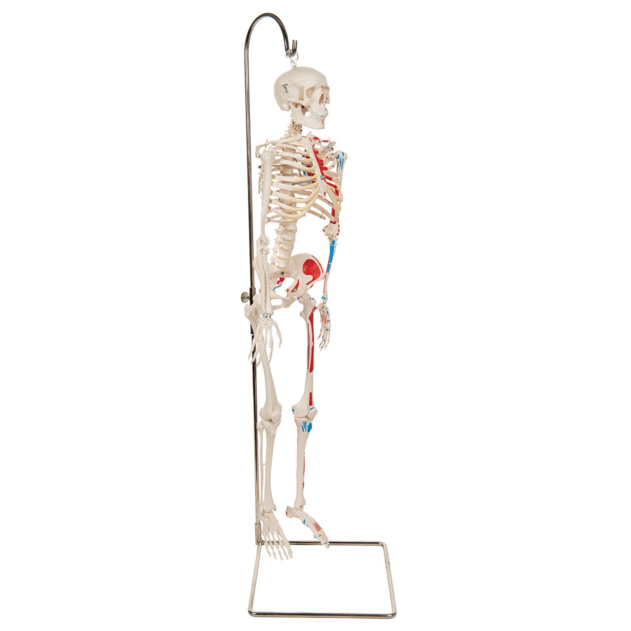 Painted Mini 31" Human Skeleton Anatomy Model with Hanging Stand