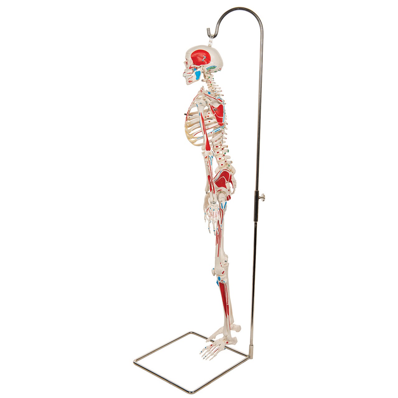 Painted Mini 31" Human Skeleton Anatomy Model with Hanging Stand