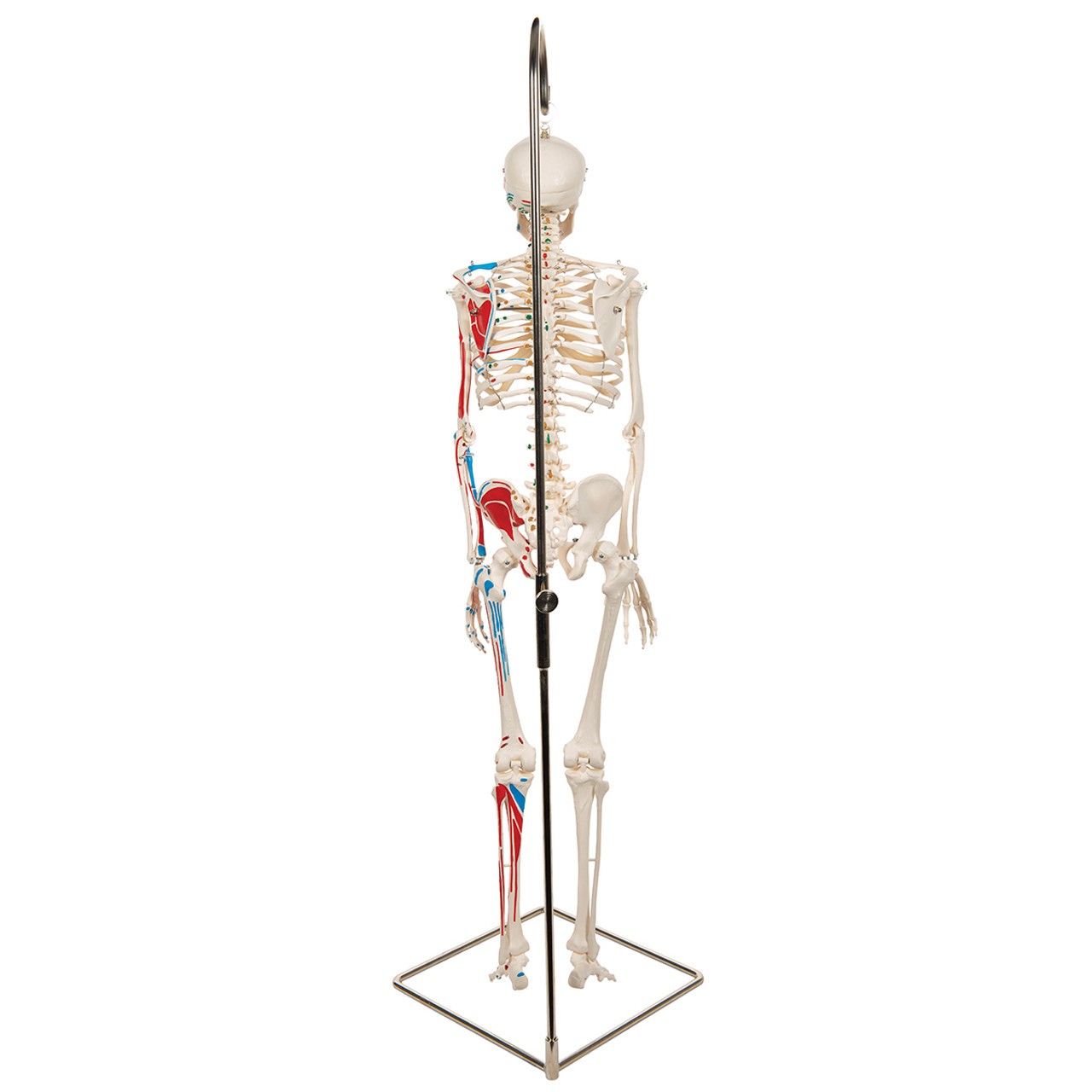 Painted Mini 31" Human Skeleton Anatomy Model with Hanging Stand