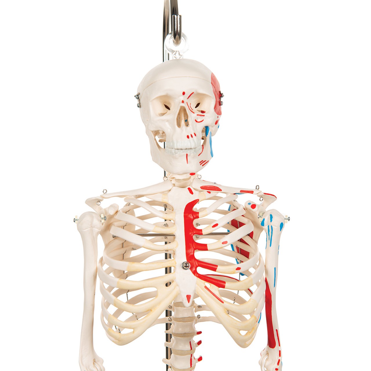 Painted Mini 31" Human Skeleton Anatomy Model with Hanging Stand