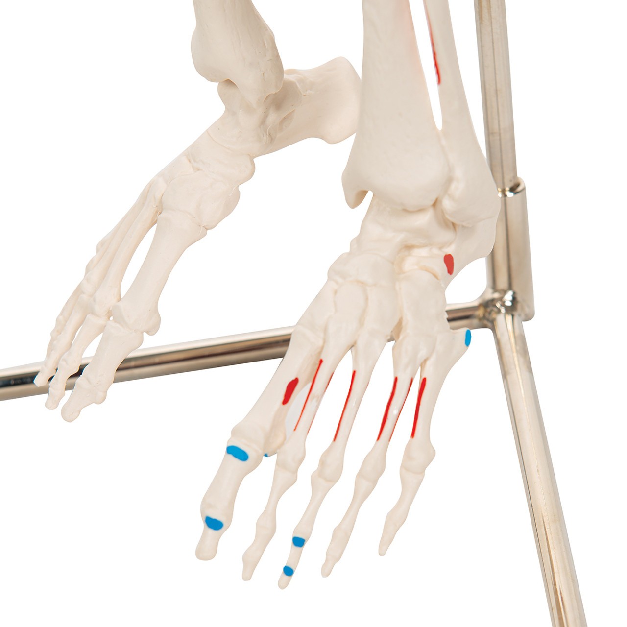 Painted Mini 31" Human Skeleton Anatomy Model with Hanging Stand