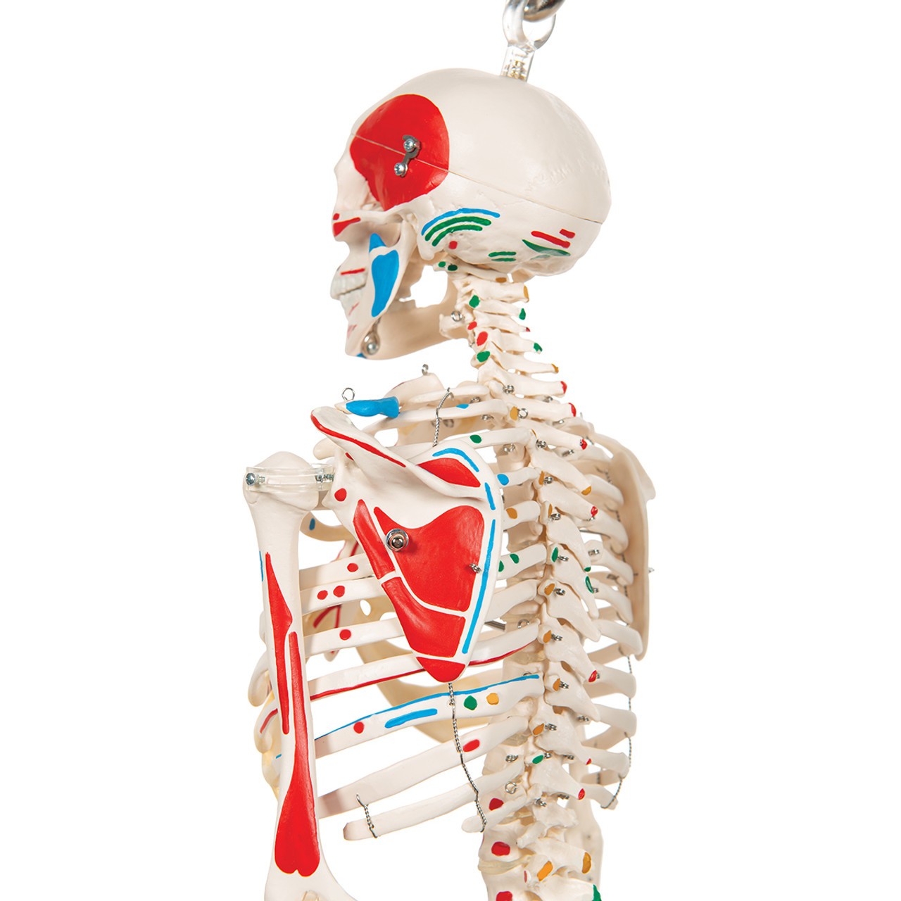 Painted Mini 31" Human Skeleton Anatomy Model with Hanging Stand