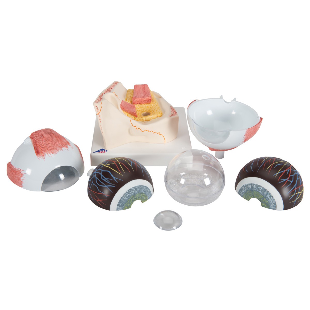 Full-Size Human Eye Anatomy Model 7 Parts