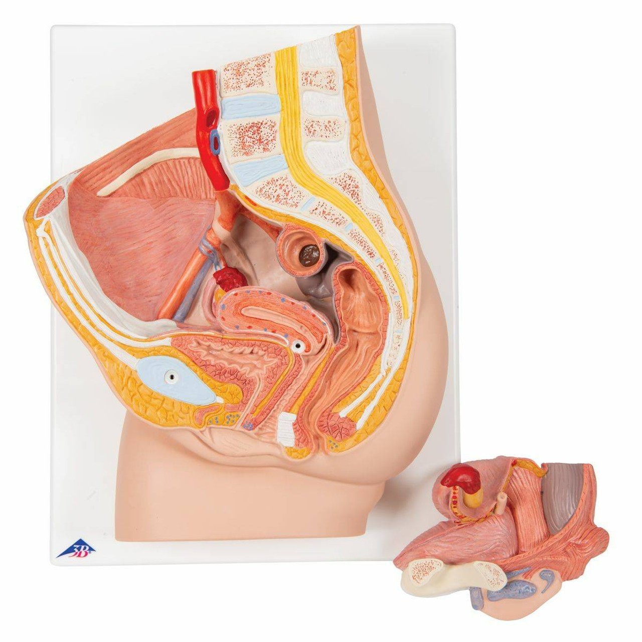 3B Scientific Female Pelvis Anatomy Model (2 Parts