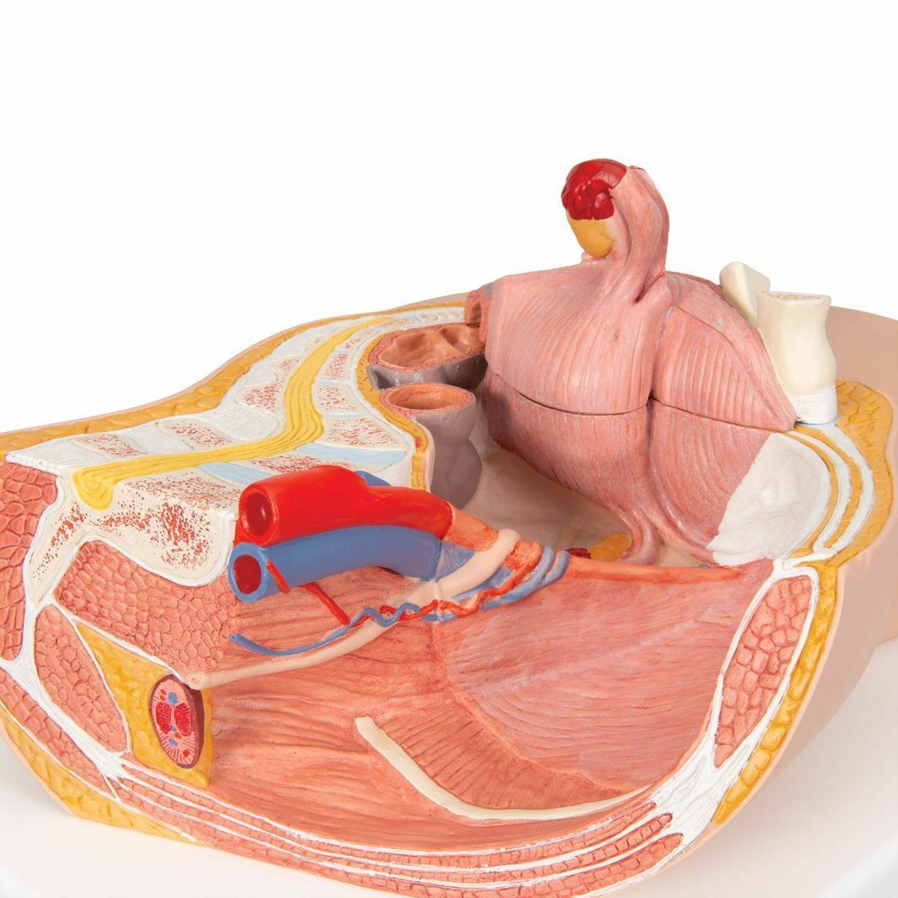 ANATOMY - FEMALE 解剖学模型 Zygote::Complete 3D Female Anatomy Model | Medically