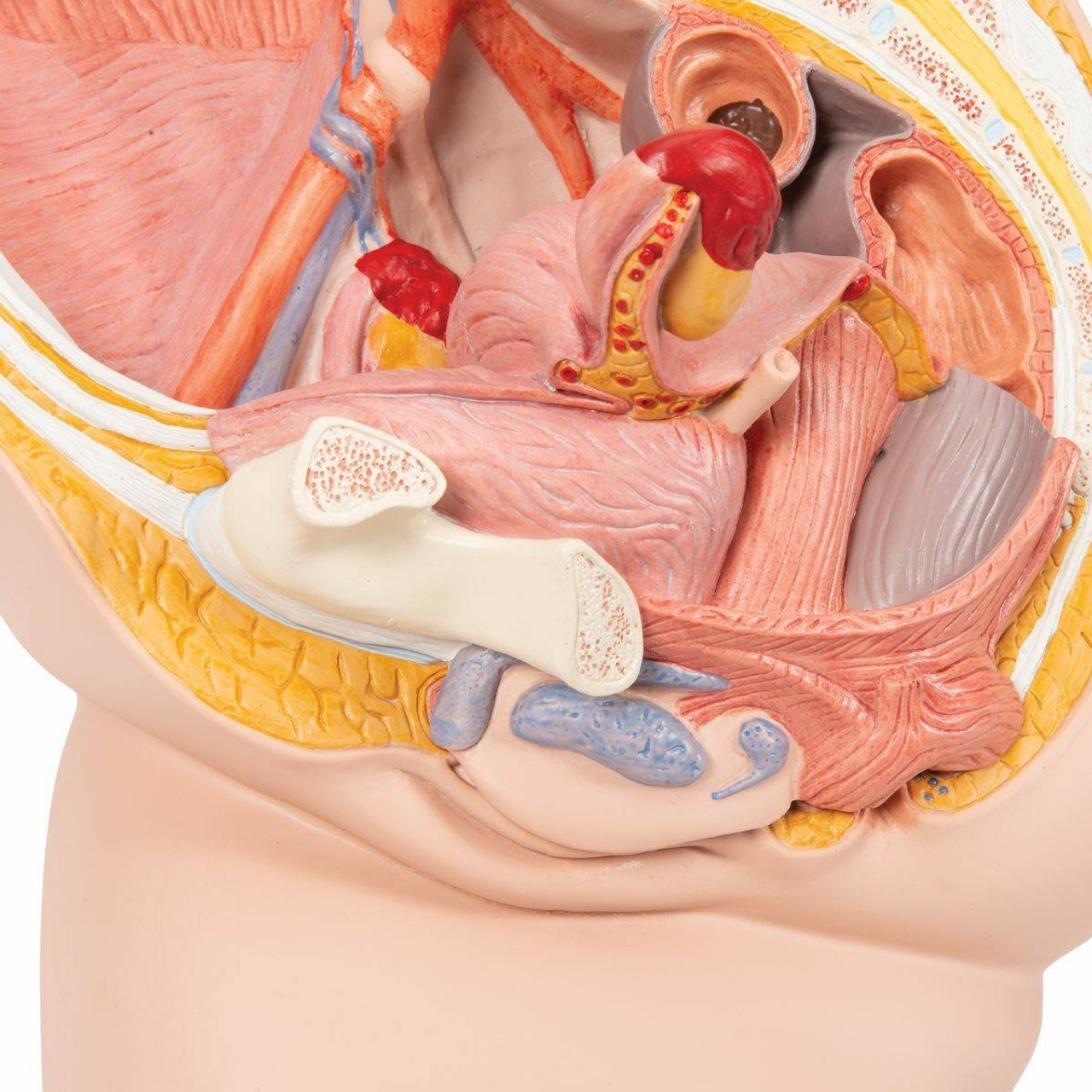 Female Pelvis Anatomy Model 2 Parts