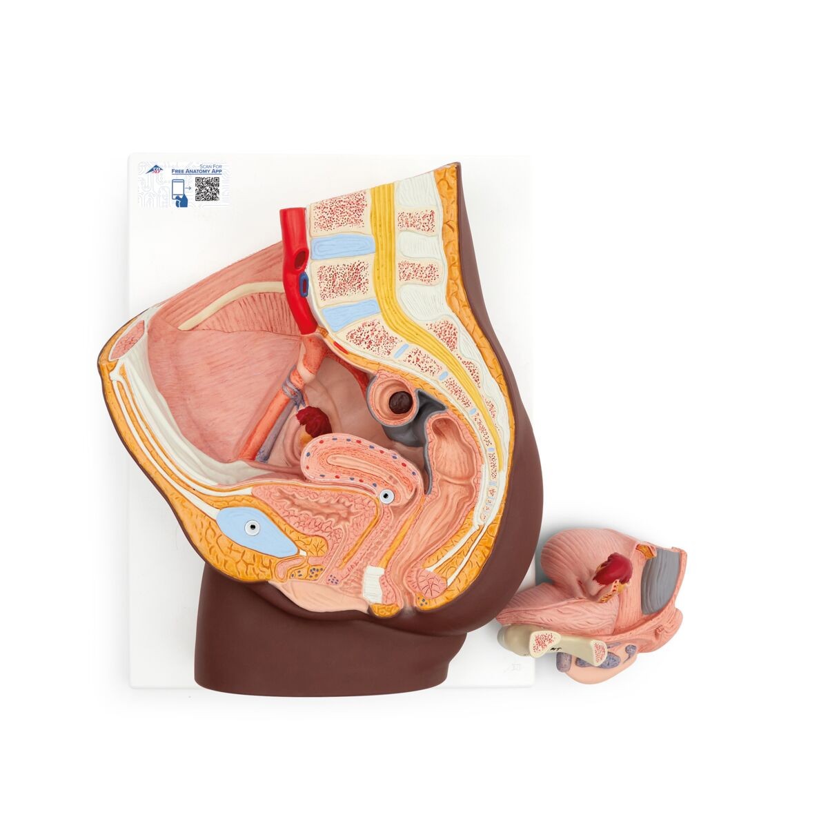 3B Scientific Female Pelvis Model in Median Section, 2-Parts