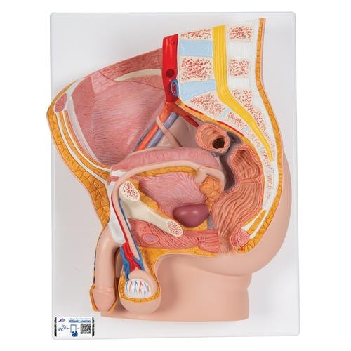 Male Pelvis Model in Median Section, 2-Parts, Light Skin