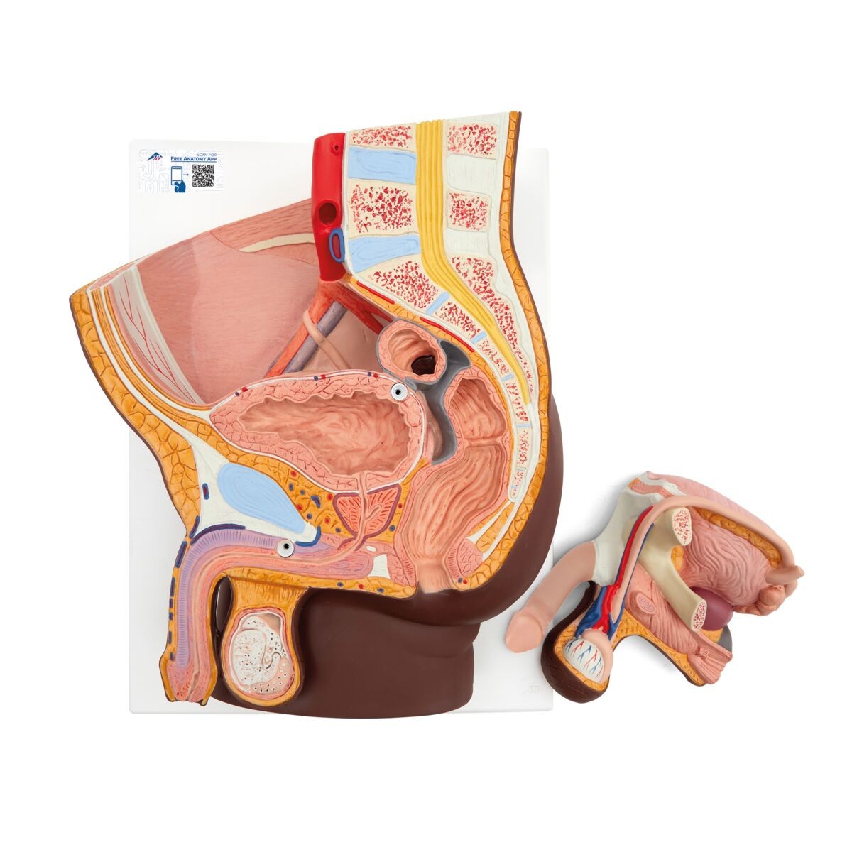 Male Pelvis Model in Median Section, 2-Parts, Dark Skin
