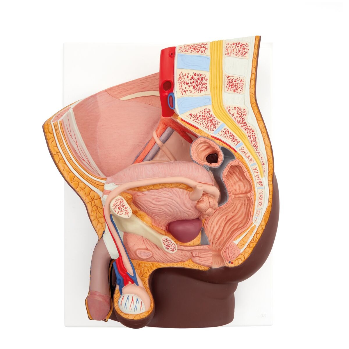 Male Pelvis Model in Median Section, 2-Parts, Dark Skin